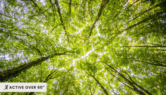 a view looking up into the canopy of a green forest