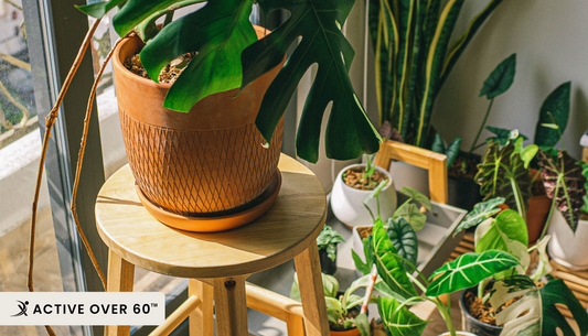 how to care for indoor plants